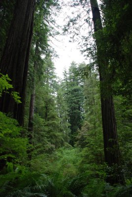 California Redwoods