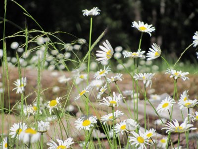 nancy's daisies