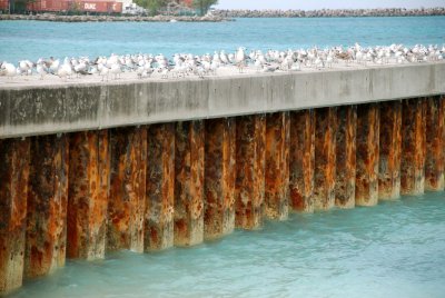 Nassau Pier with Birds