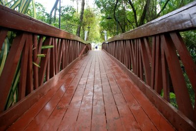 Bridge over the Swamp