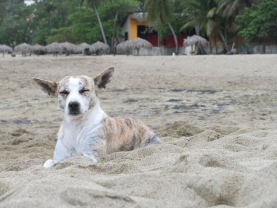 Playa Dorada Pooch
