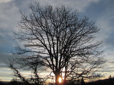 jim's sunrise tree