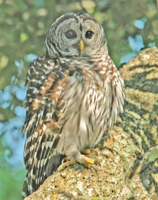 birds_of__prey