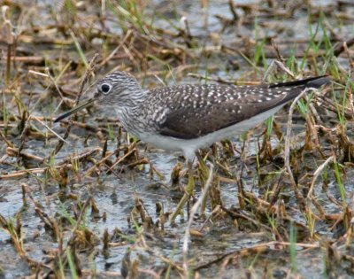 sandpipers__plovers