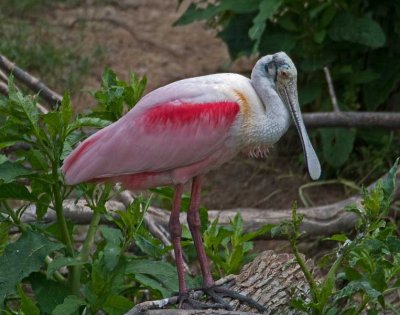 _DSC1161_edited-2.jpg
