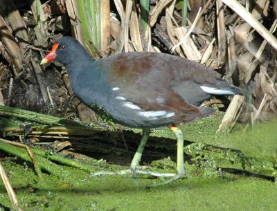 DSC_0030_edited-1.jpg