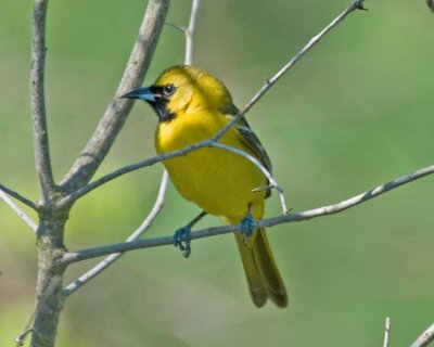 orioles__tanagers