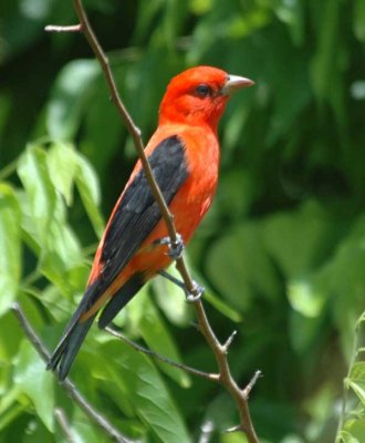 orioles__tanagers