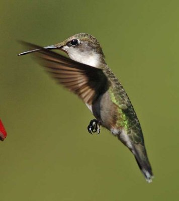 hummingbirds