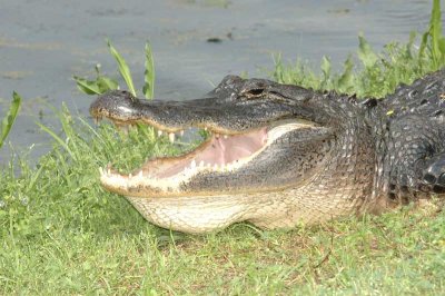 reptiles