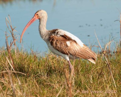 ibis
