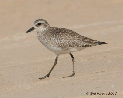 sandpipers__plovers