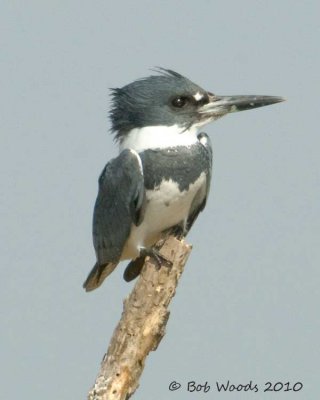 various_birds