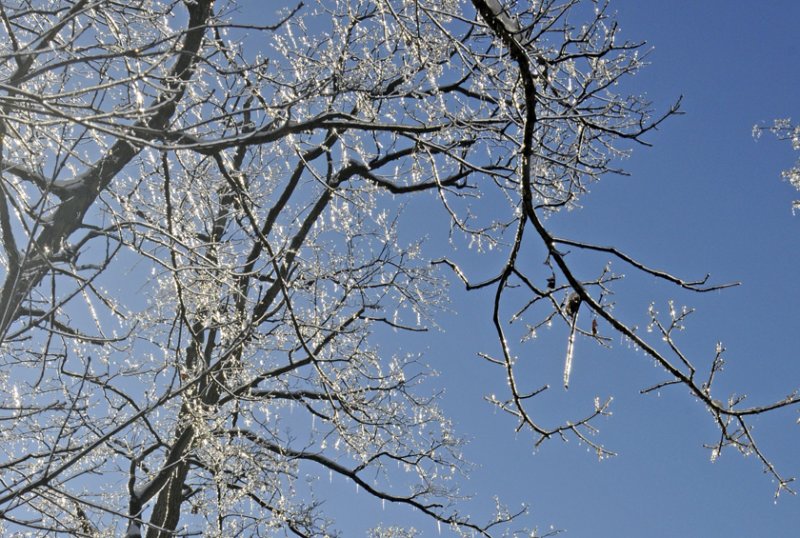 Ice-Covered Branches Weave Natures Art