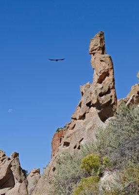 Stone Eagle Watches as Hawk Soars By