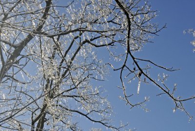 Ice-Covered Branches Weave Nature's Art