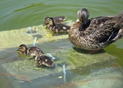 The Reflecting Pool Doubles as a Home for Federal Ducklings