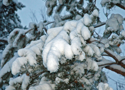 Pine Boughs in the Snow
