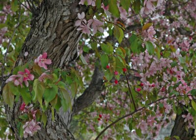 Rideau Falls Park Blossoms