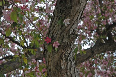 Rideau Falls Park Blossoms