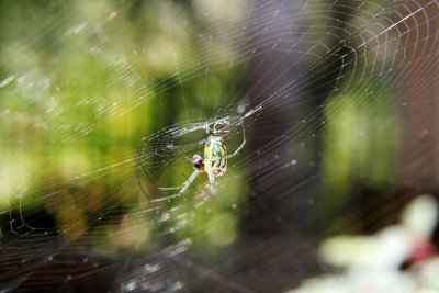 spider.jpg