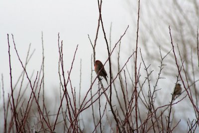 IMG_3015_2.jpg