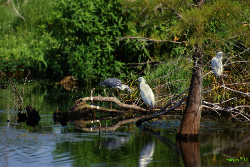 FLORIDA LANDSCAPES