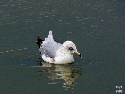 Ringed-bill Gull  Larus delawarensis