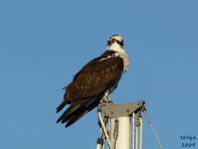 Osprey Pandion haliaetus