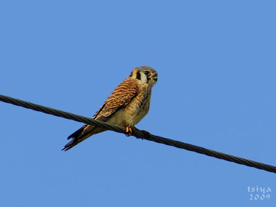 American Kestrel  Falco sparverius