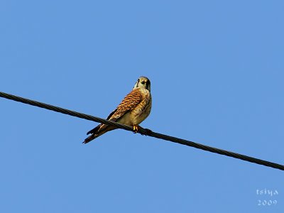 American Kestrel  Falco sparverius