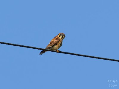 American Kestrel  Falco sparverius