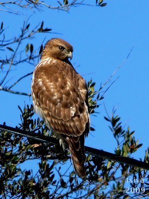 Red-shouldered Hawk, Buteo lineatus immature