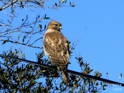  Red-shouldered Hawk, Buteo lineatus immature