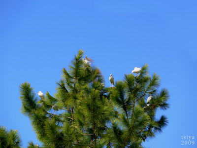 White Ibis  Eudocimus albus