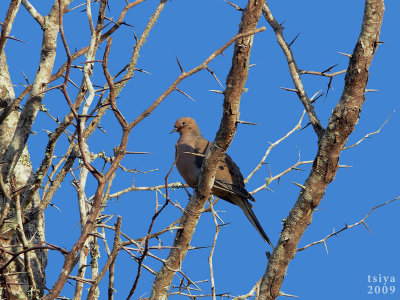 Mourning Dove  Zenaida macroura