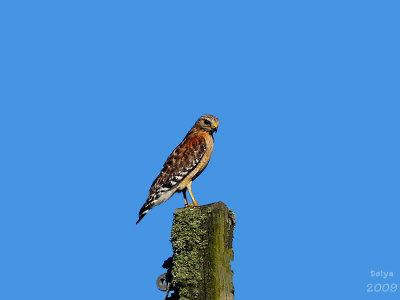  Red-shouldered Hawk, Buteo lineatus