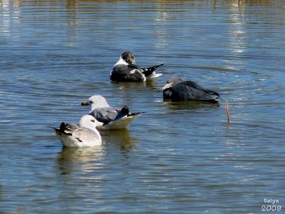 Little Blue Heron, Egretta caerulea, breeding plumage