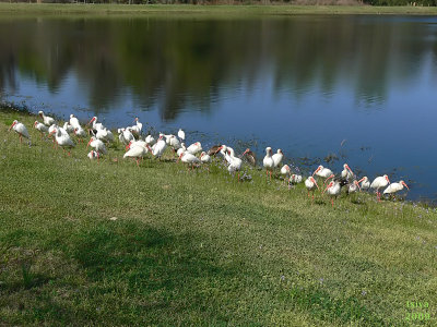 g1/41/665041/3/110042483.spnElsds.jpg