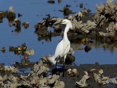 Snowy Egret ,Egretta thula
