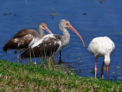 White Ibis  Eudocimus albus