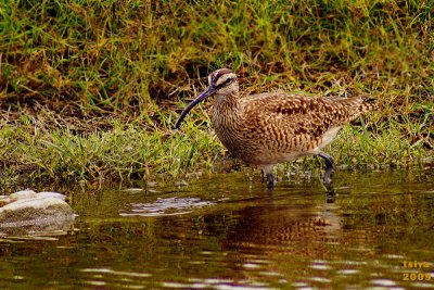 Whimbrel Numenius phaeopus