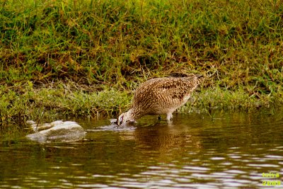 Whimbrel Numenius phaeopus