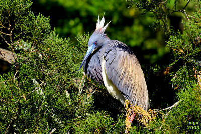 Tricolored heron Egretta tricolor