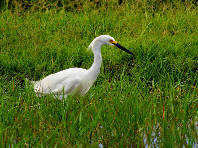 Snowy Egret Egretta thula