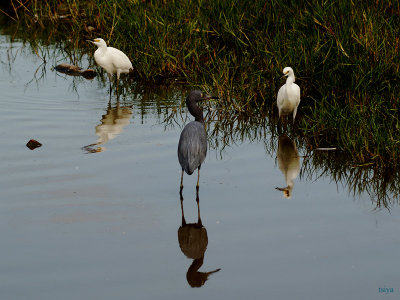 LITTLE BLUE HERON AND SNOWY EGRETS