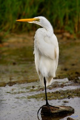 Great Egret ,Ardea alba