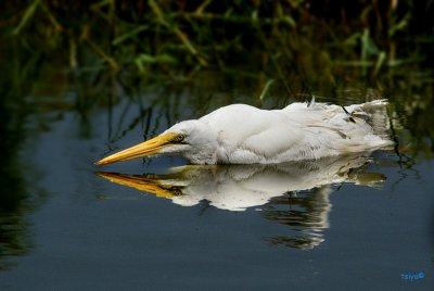 Great Egret,  Ardea alba