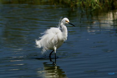 Snowy Egret,  Egretta thula
