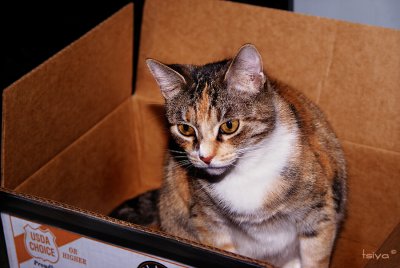 CAT IN THE BOX